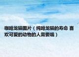 咖啡龍貓圖片（純啡龍貓的壽命 喜歡可愛的動(dòng)物的人需要哦）