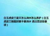 白玉虎皮蘭夏天怎么澆水怎么養(yǎng)護(hù)（白玉虎皮蘭剛載時(shí)要不要澆水 請注意這些事項(xiàng)）