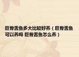 巨骨舌魚多大比較好養(yǎng)（巨骨舌魚可以養(yǎng)嗎 巨骨舌魚怎么養(yǎng)）