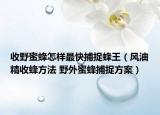 收野蜜蜂怎樣最快捕捉蜂王（風油精收蜂方法 野外蜜蜂捕捉方案）