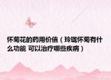 懷菊花的藥用價(jià)值（玲瓏懷菊有什么功能 可以治療哪些疾病）