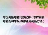 怎么判斷母豬可以配種（怎樣判斷母豬配種早晚 教你正確判斷方法）