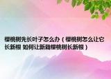 櫻桃樹先長(zhǎng)葉子怎么辦（櫻桃樹怎么讓它長(zhǎng)新根 如何讓新栽櫻桃樹長(zhǎng)新根）