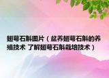 翅萼石斛圖片（盆養(yǎng)翅萼石斛的養(yǎng)殖技術(shù) 了解翅萼石斛栽培技術(shù)）