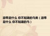 游隼是什么 你不知道的鳥類（游隼是什么 你不知道的鳥）