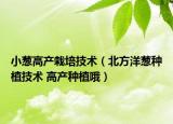 小蔥高產(chǎn)栽培技術(shù)（北方洋蔥種植技術(shù) 高產(chǎn)種植哦）