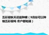 五彩椒秋天還能種嘛（9月份可以種植五彩椒嗎 農(nóng)戶都知道）