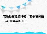 石龜幼苗養(yǎng)殖視頻（石龜苗養(yǎng)殖方法 需要學(xué)習(xí)下）