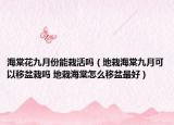 海棠花九月份能栽活嗎（地栽海棠九月可以移盆栽嗎 地栽海棠怎么移盆最好）
