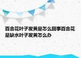 百合花葉子發(fā)黃是怎么回事百合花是缺水葉子發(fā)黃怎么辦