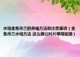 水培金魚吊蘭的養(yǎng)殖方法和注意事項(xiàng)（金魚吊蘭水培方法 這么做讓葉片翠綠如滴）