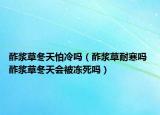 酢漿草冬天怕冷嗎（酢漿草耐寒嗎 酢漿草冬天會(huì)被凍死嗎）
