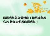 印尼虎魚怎么做好吃（印尼虎魚怎么養(yǎng) 教你如何養(yǎng)印尼虎魚）
