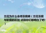 蘭花為什么會得莖腐病（蘭花莖腐與軟腐的區(qū)別 這回你們都明白了吧!）