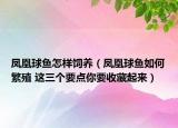 鳳凰球魚(yú)怎樣飼養(yǎng)（鳳凰球魚(yú)如何繁殖 這三個(gè)要點(diǎn)你要收藏起來(lái)）