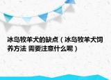 冰島牧羊犬的缺點(diǎn)（冰島牧羊犬飼養(yǎng)方法 需要注意什么呢）