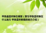 甲魚最喜歡躲在哪里（野生甲魚喜歡躲在什么地方 甲魚喜歡躲著的地方介紹）