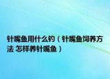 針嘴魚用什么釣（針嘴魚飼養(yǎng)方法 怎樣養(yǎng)針嘴魚）