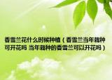 香雪蘭花什么時(shí)候種植（香雪蘭當(dāng)年栽種可開(kāi)花嗎 當(dāng)年栽種的香雪蘭可以開(kāi)花嗎）