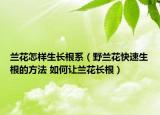 蘭花怎樣生長(zhǎng)根系（野蘭花快速生根的方法 如何讓蘭花長(zhǎng)根）
