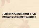 八哥的飼養(yǎng)方法和注意事項(xiàng)（八哥的飼養(yǎng)方法 應(yīng)該注意什么問題呢）