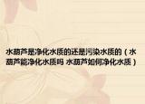 水葫蘆是凈化水質(zhì)的還是污染水質(zhì)的（水葫蘆能凈化水質(zhì)嗎 水葫蘆如何凈化水質(zhì)）