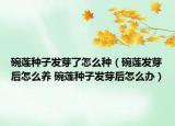 碗蓮種子發(fā)芽了怎么種（碗蓮發(fā)芽后怎么養(yǎng) 碗蓮種子發(fā)芽后怎么辦）