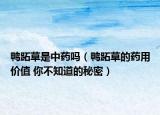 鴨跖草是中藥嗎（鴨跖草的藥用價(jià)值 你不知道的秘密）