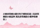 小麥赤霉病主要分布于哪些區(qū)域（抗赤霉病的小麥品種 高抗赤霉病的小麥種有哪些）