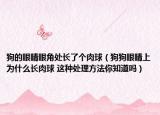 狗的眼睛眼角處長(zhǎng)了個(gè)肉球（狗狗眼睛上為什么長(zhǎng)肉球 這種處理方法你知道嗎）