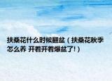 扶?；ㄊ裁磿r(shí)候翻盆（扶?；ㄇ锛驹趺答B(yǎng) 開(kāi)著開(kāi)著爆盆了!）
