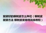 發(fā)酵好的柳樹皮怎么種花（柳樹皮發(fā)酵方法 柳樹皮發(fā)酵得簡單教程）