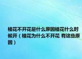 桂花不開花是什么原因桂花什么時候開（桂花為什么不開花 有這些原因）