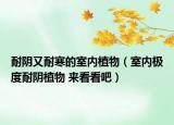 耐陰又耐寒的室內(nèi)植物（室內(nèi)極度耐陰植物 來看看吧）