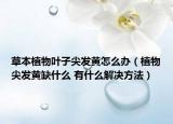 草本植物葉子尖發(fā)黃怎么辦（植物尖發(fā)黃缺什么 有什么解決方法）