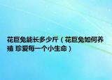 花巨兔能長多少斤（花巨兔如何養(yǎng)殖 珍愛每一個(gè)小生命）
