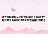 柴犬尷尬期耳朵比較大正常嗎（柴犬四個月耳朵大會變嗎 知道這些才能養(yǎng)好寵物）