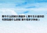 黃牛什么時候長得最快（黃牛生長最快的年齡段是什么時候 黃牛有多少種類）