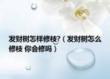 發(fā)財(cái)樹怎樣修枝?（發(fā)財(cái)樹怎么修枝 你會(huì)修嗎）