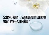 公狼和母狼（公狼是如何追求母狼的 在什么時(shí)候呢）