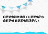 白唇泥龜能冬眠嗎（白唇泥龜?shù)膲勖卸嚅L 白唇泥龜能活多久）