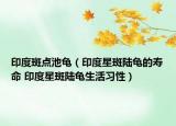 印度斑點池龜（印度星斑陸龜?shù)膲勖?印度星斑陸龜生活習(xí)性）