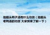 地膽頭鴨子湯有什么功效（地膽頭老鴨湯的功效 大家快來了解一下）