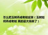 怎么把玉樹養(yǎng)成老樁盆景（玉樹如何養(yǎng)成老樁 真的是太簡單了）