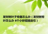 發(fā)財樹葉子卷曲怎么辦（發(fā)財樹卷葉怎么辦 6個小妙招搞定它）