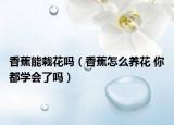 香蕉能栽花嗎（香蕉怎么養(yǎng)花 你都學會了嗎）