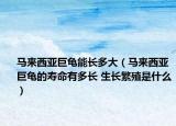馬來西亞巨龜能長(zhǎng)多大（馬來西亞巨龜?shù)膲勖卸嚅L(zhǎng) 生長(zhǎng)繁殖是什么）