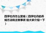 四季牡丹怎么繁殖（四季牡丹的養(yǎng)殖方法和注意事項(xiàng) 給大家介紹一下）