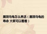 黑頸烏龜怎么養(yǎng)活（黑頸烏龜?shù)膲勖?大家可以看看）