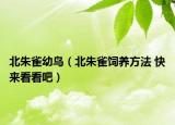 北朱雀幼鳥(niǎo)（北朱雀飼養(yǎng)方法 快來(lái)看看吧）